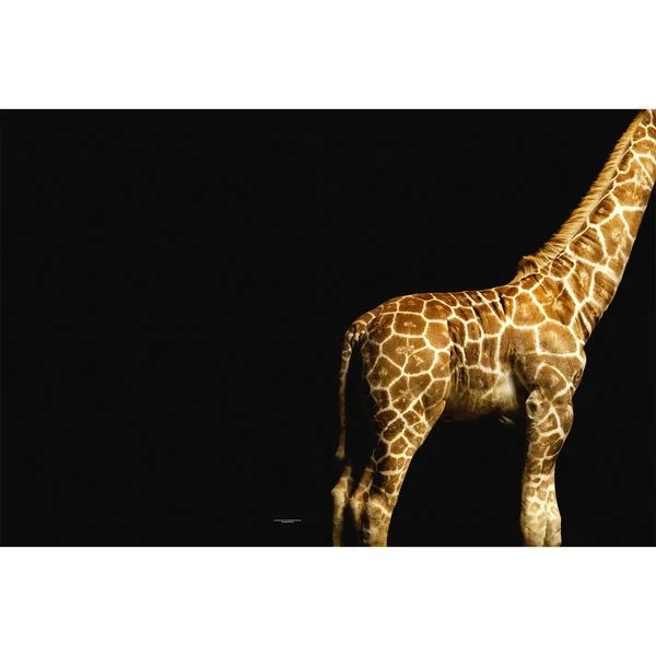 bricoflor20260613074844245569